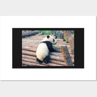 Cute Little Panda Posters and Art